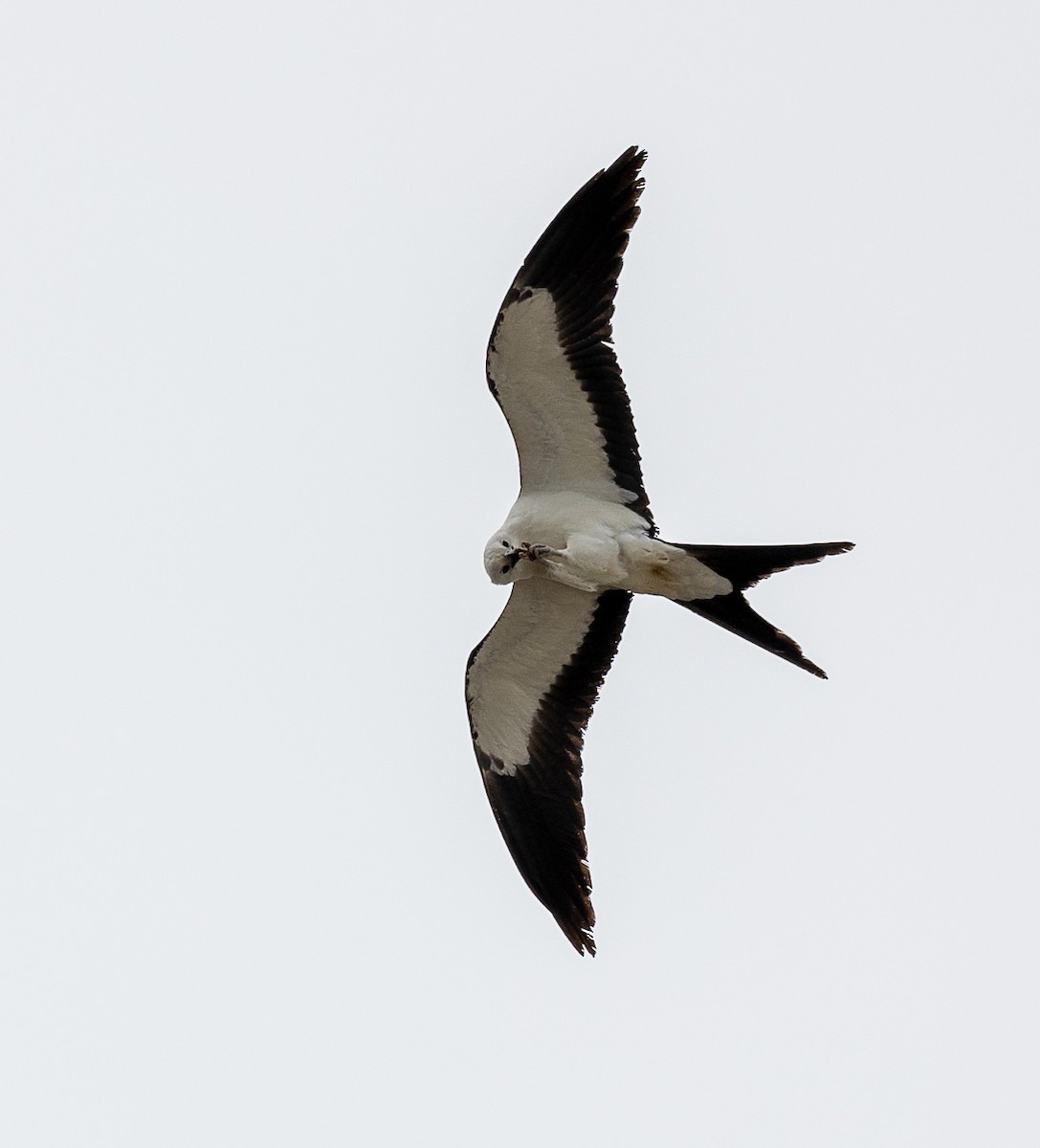 Swallow-tailed Kite - Jason Barcus