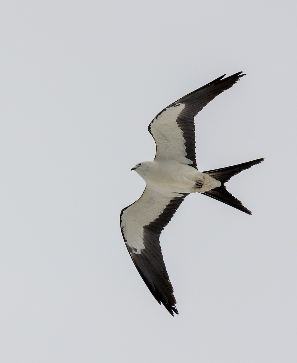Swallow-tailed Kite - ML618186060