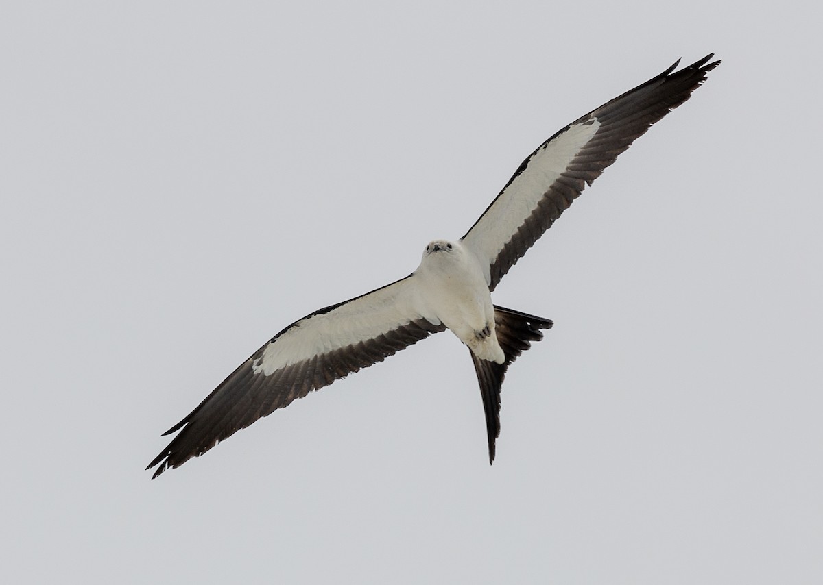 Swallow-tailed Kite - ML618186061