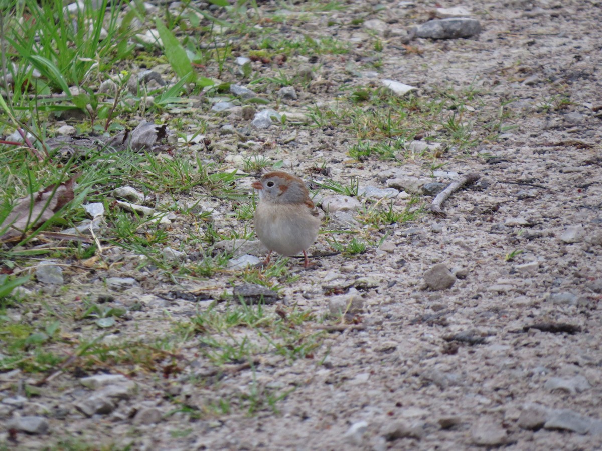 Field Sparrow - ML618186108
