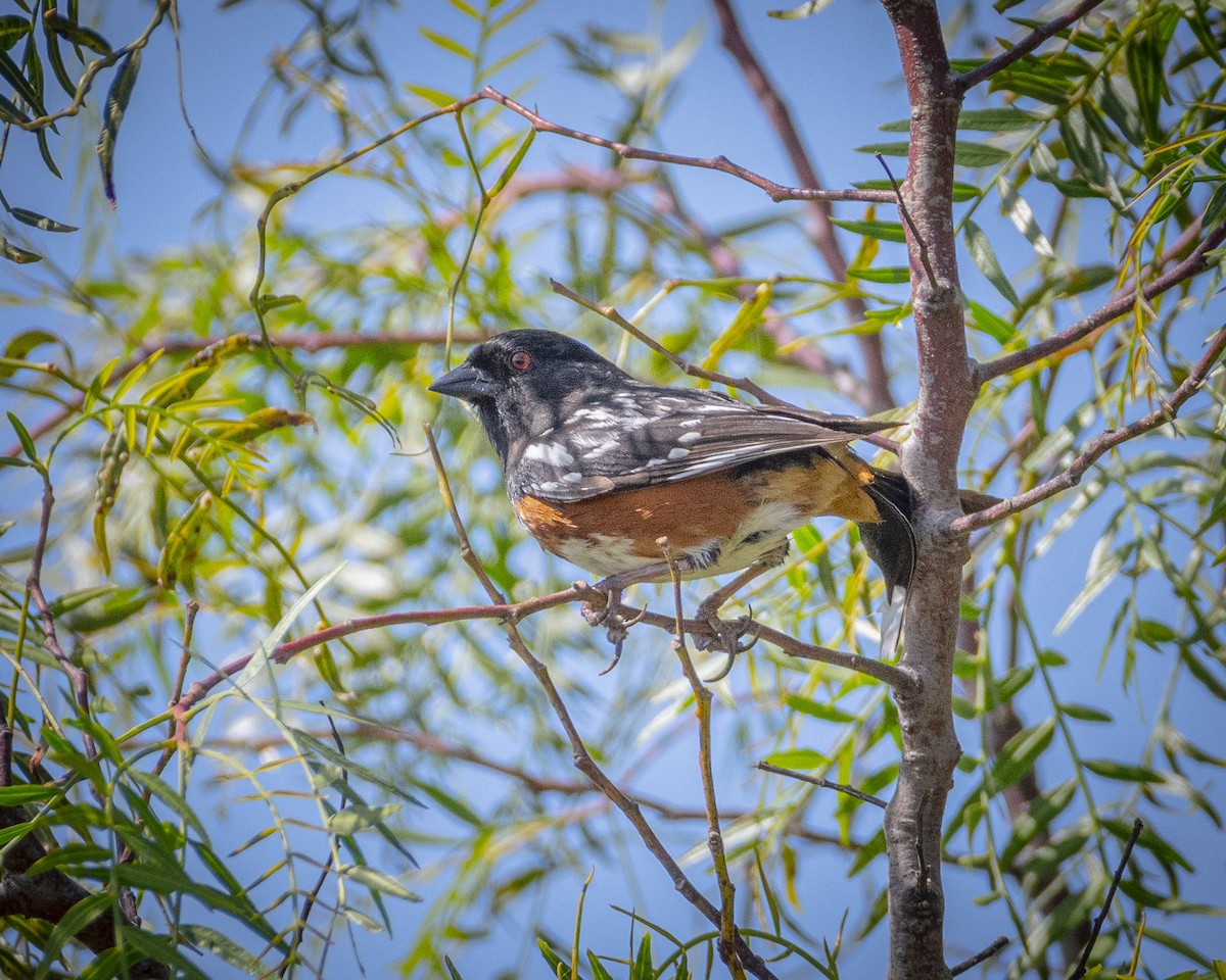 Spotted Towhee - ML618186137