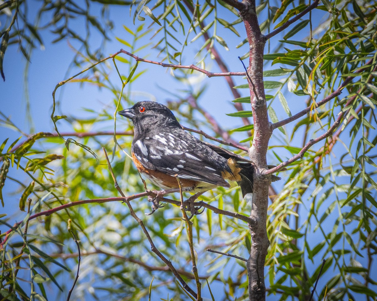 Spotted Towhee - ML618186138
