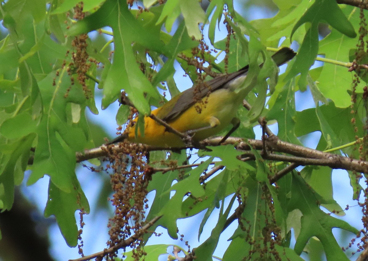 Prothonotary Warbler - ML618186162