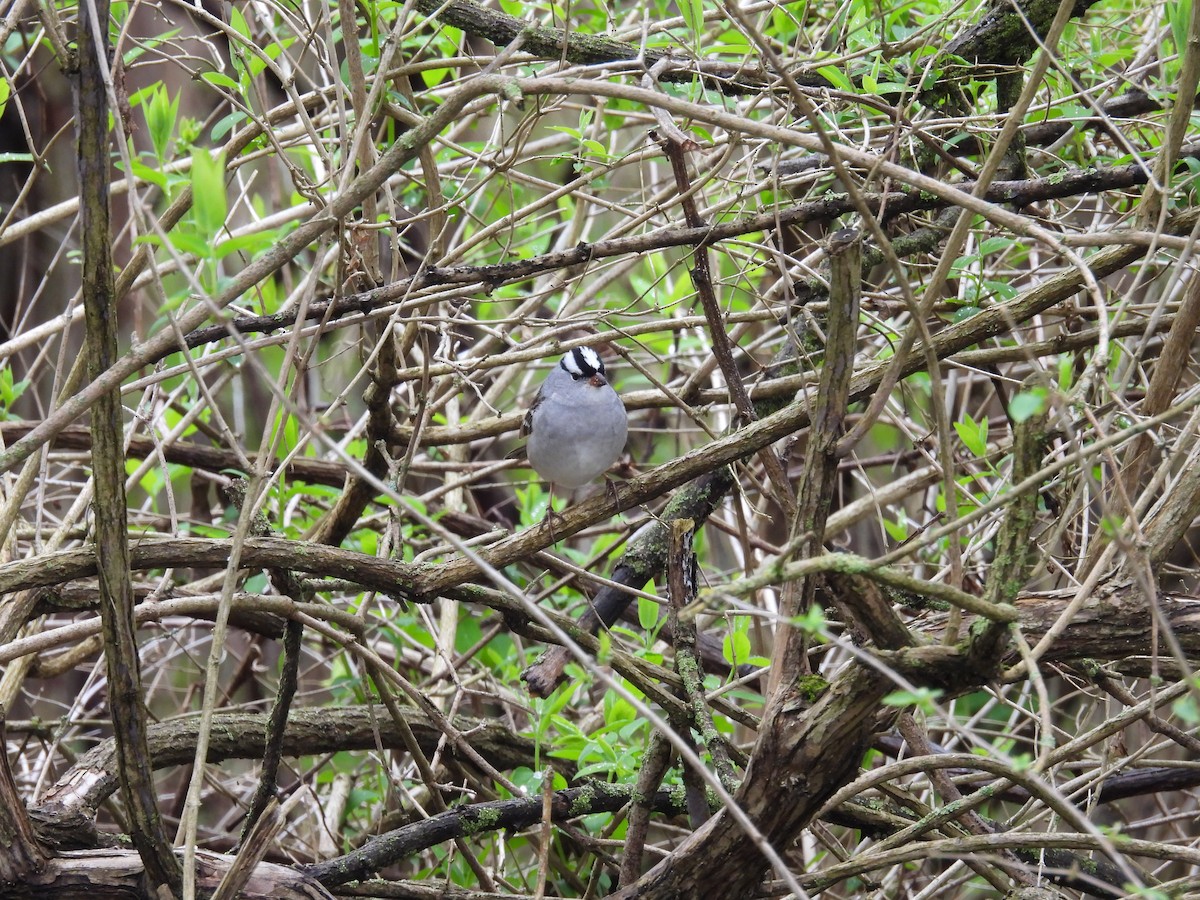 White-crowned Sparrow - ML618186170