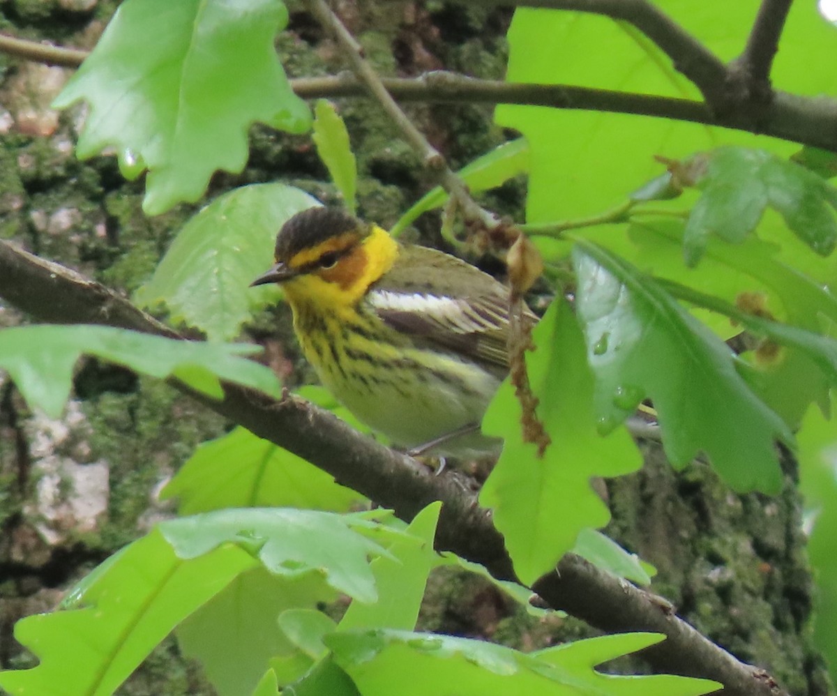 Cape May Warbler - Andy Reago &  Chrissy McClarren
