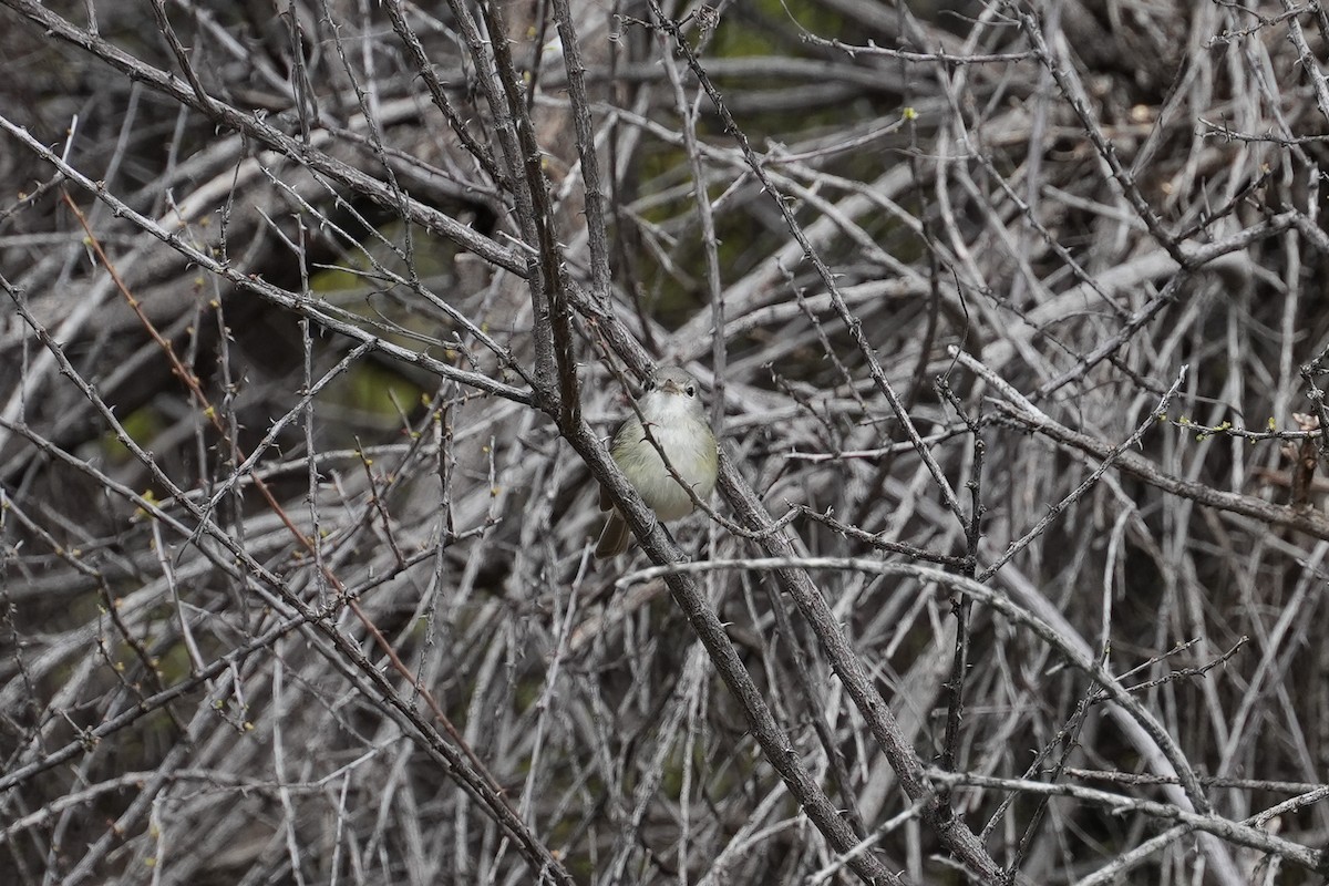 Bell's Vireo - Patty Griffith