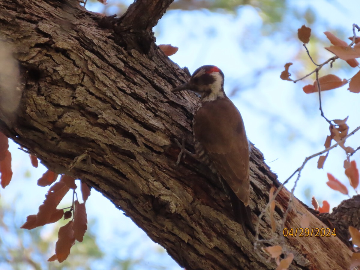 Arizona Woodpecker - ML618186247