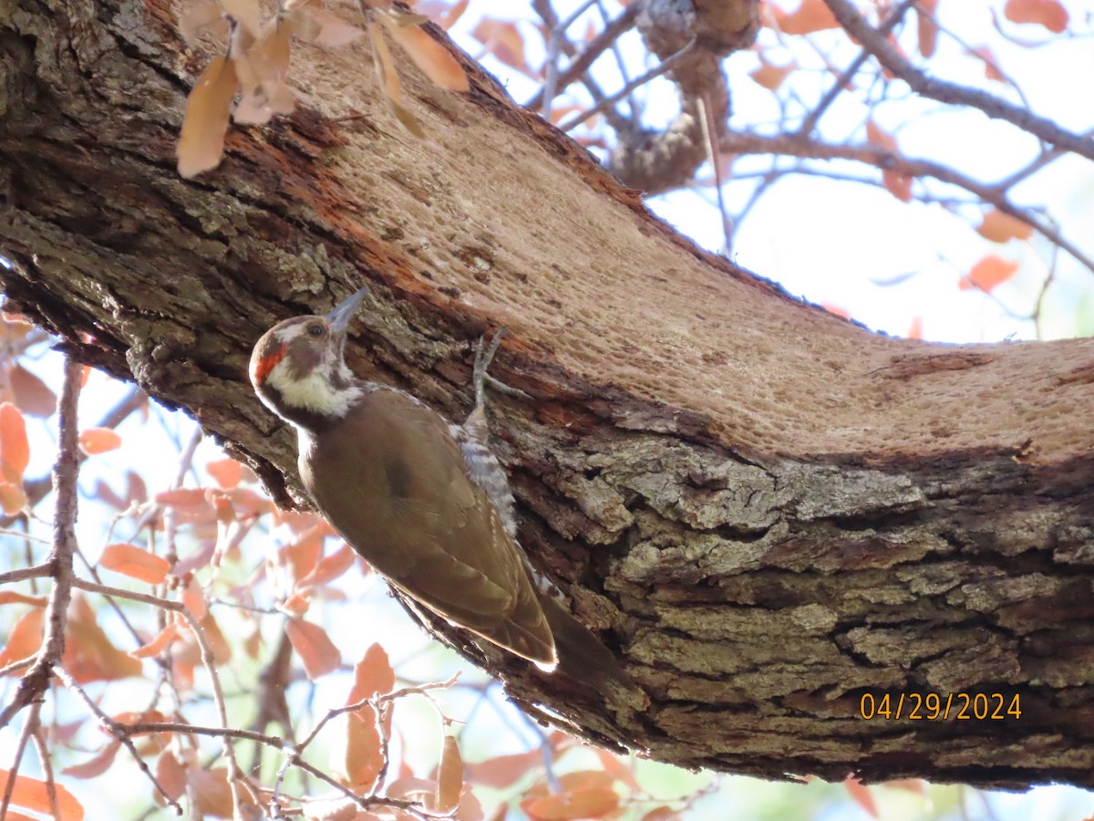 Arizona Woodpecker - ML618186248
