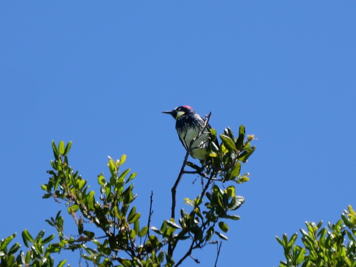 Acorn Woodpecker - ML618186266