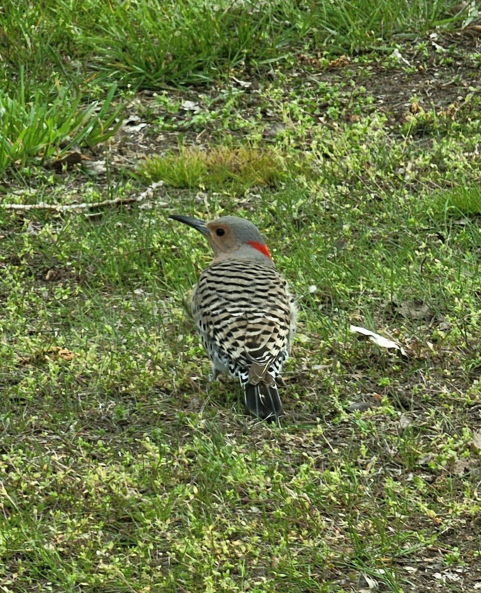 Northern Flicker (Yellow-shafted) - "Chia" Cory Chiappone ⚡️