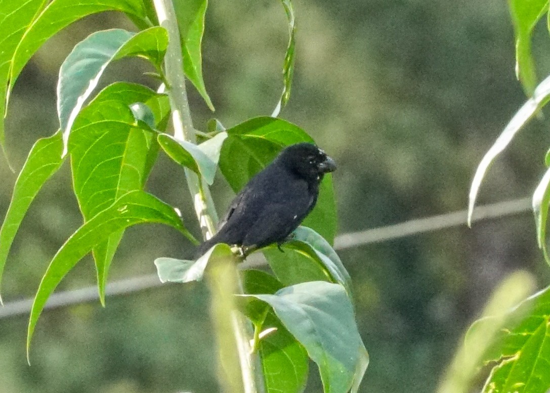 Variable Seedeater - ML618186281