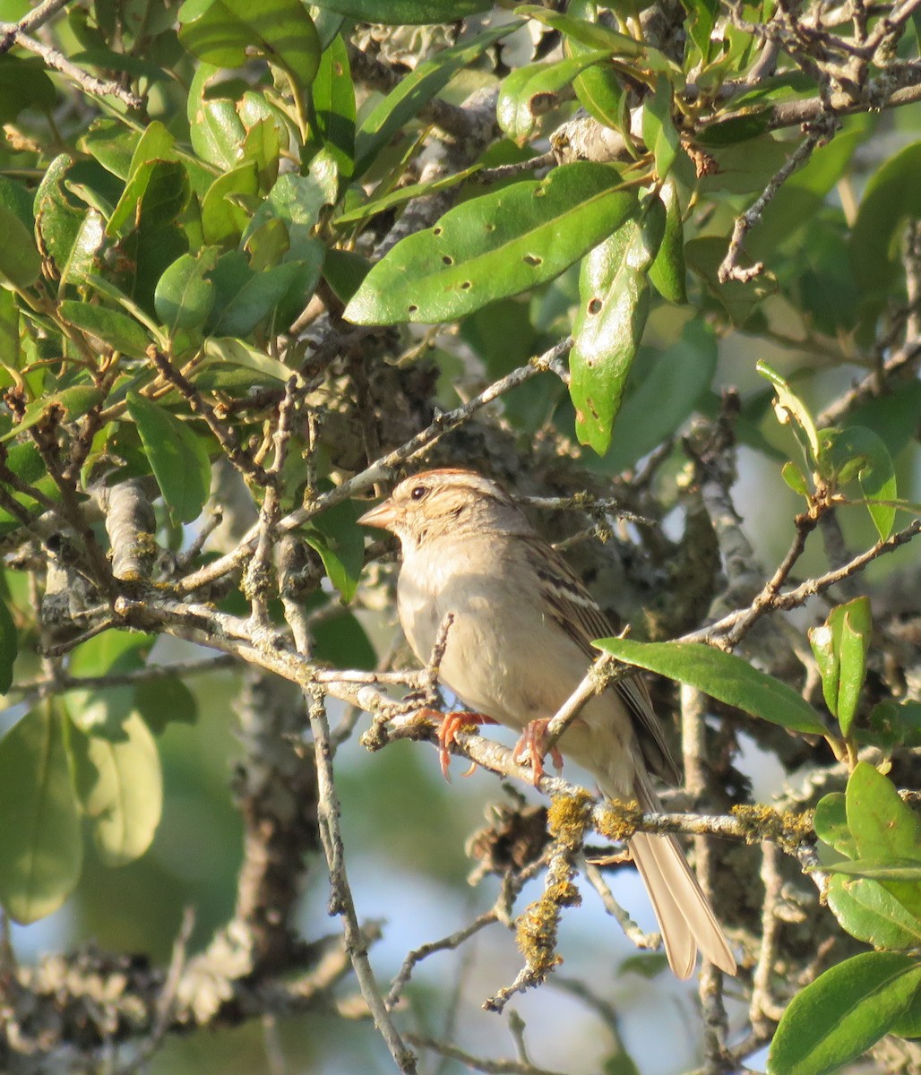 Chipping Sparrow - ML618186282