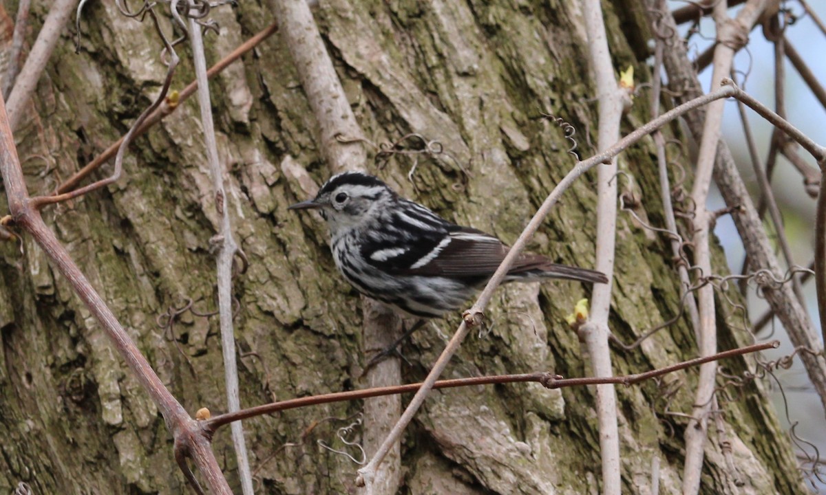 Black-and-white Warbler - ML618186284