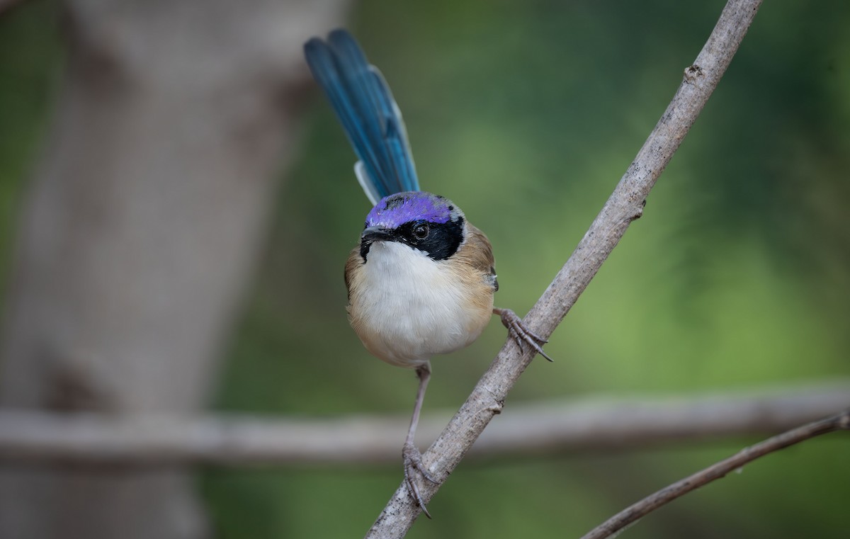 Purple-crowned Fairywren - Philip Griffin