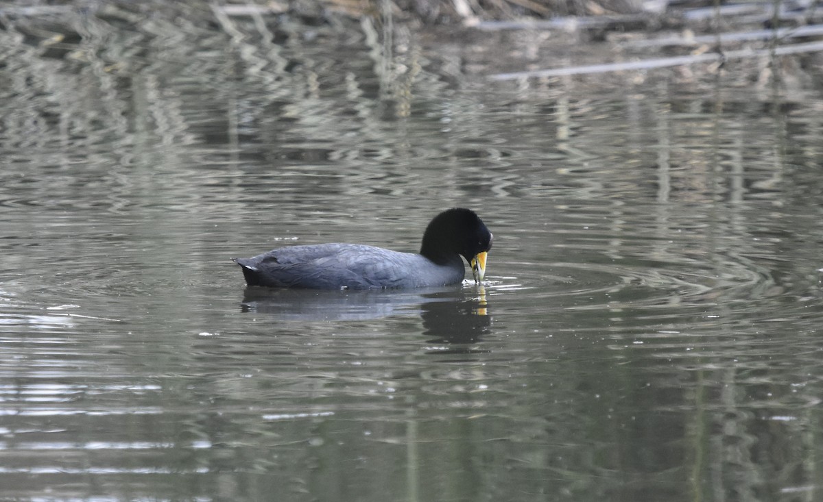 Slate-colored Coot (Yellow-billed) - ML618186318
