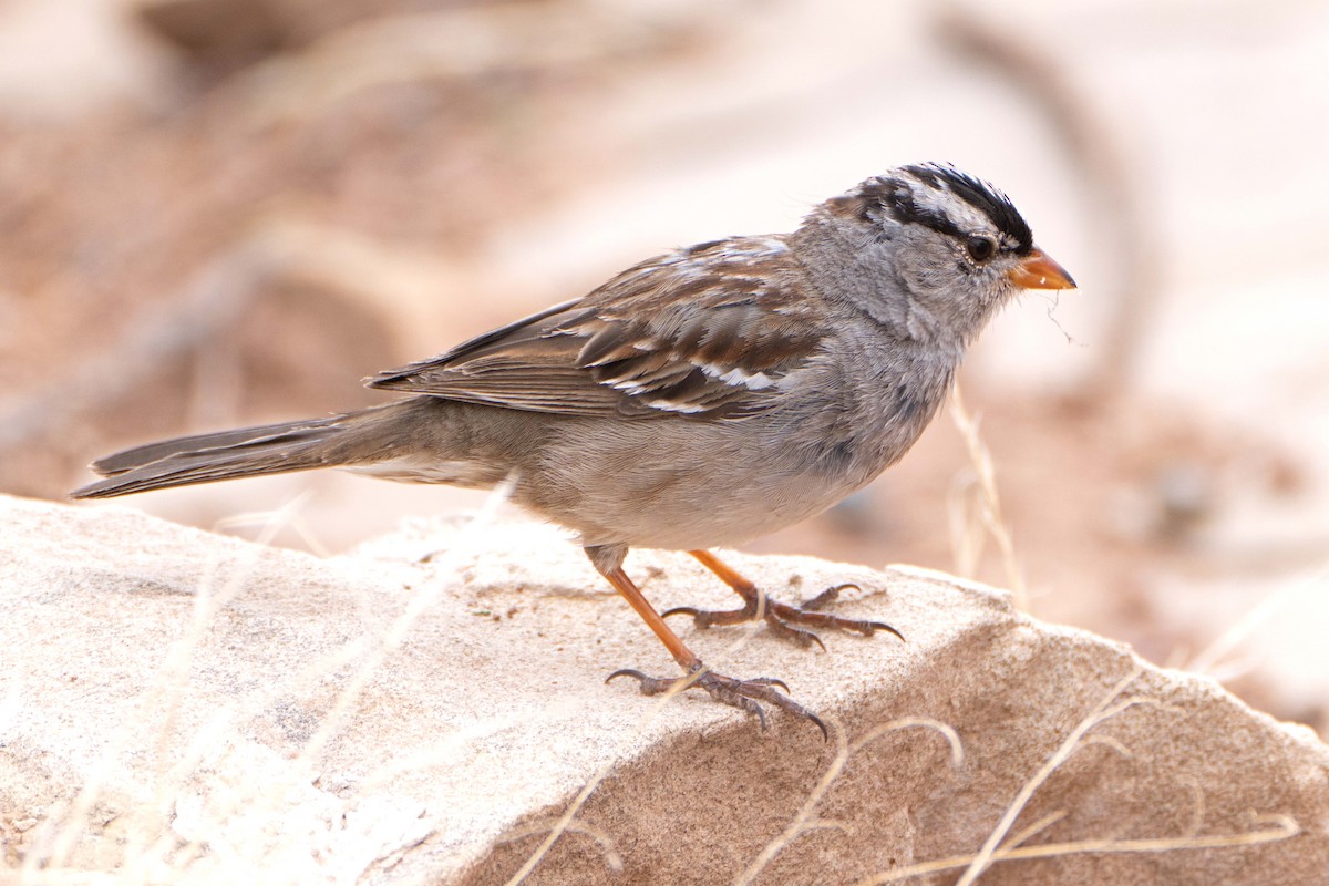 White-crowned Sparrow - ML618186343