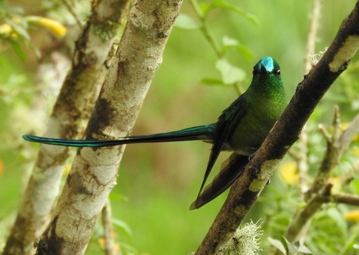 Long-tailed Sylph - ML618186363