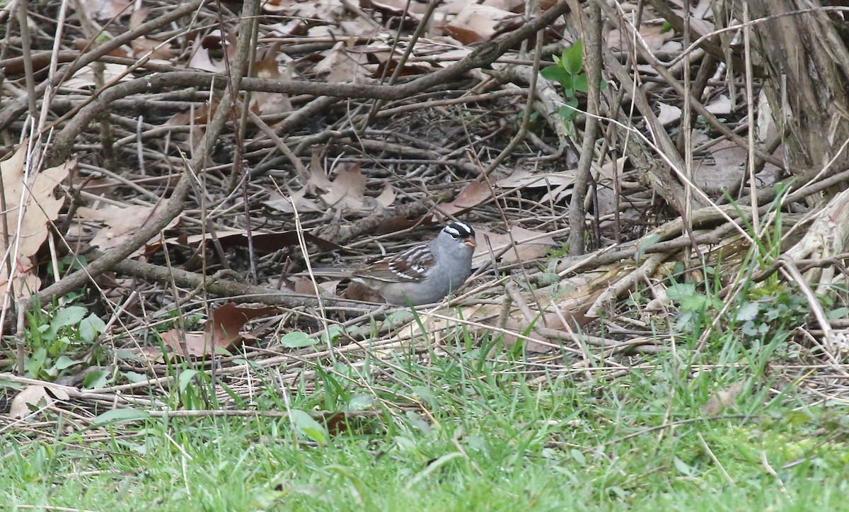 White-crowned Sparrow (leucophrys) - ML618186368