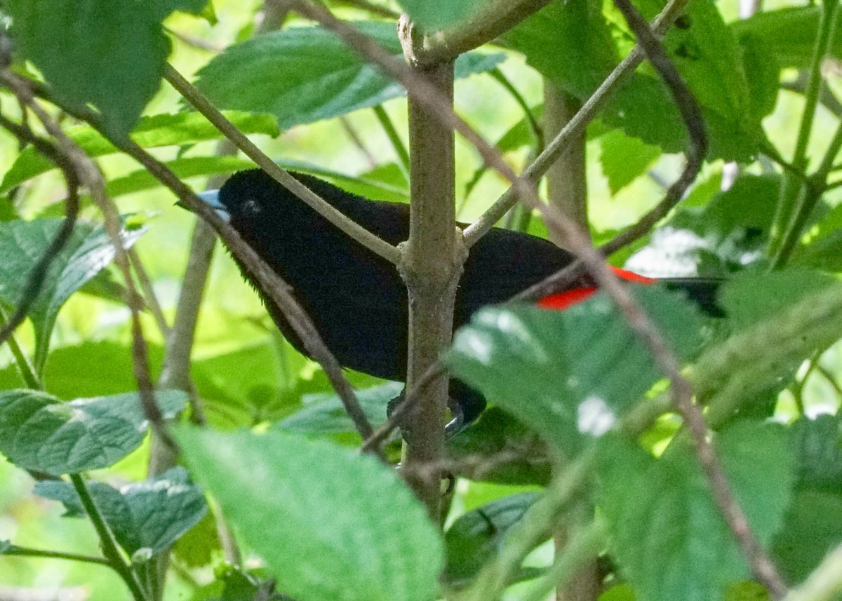 Scarlet-rumped Tanager - ML618186371