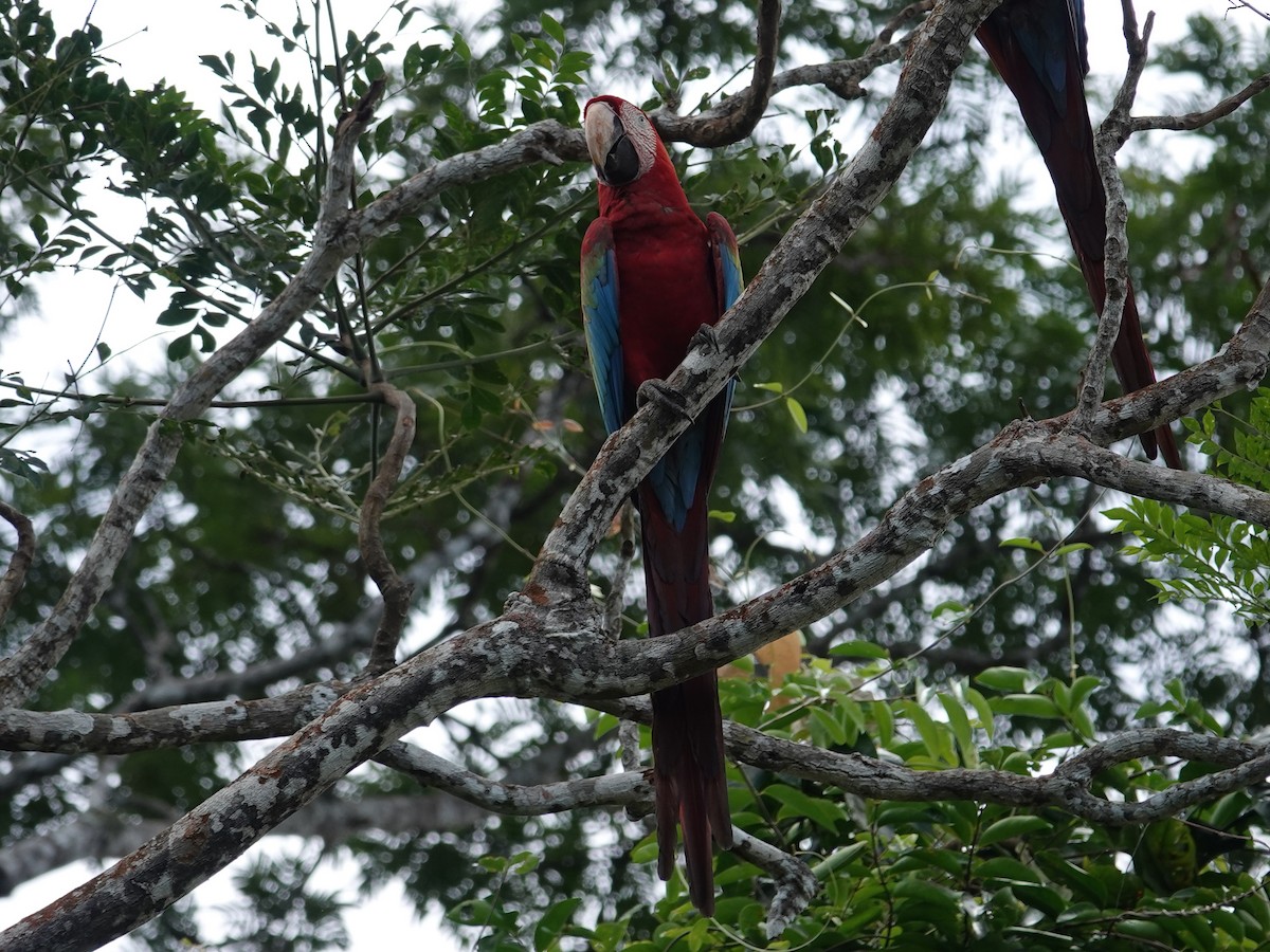 Red-and-green Macaw - ML618186373