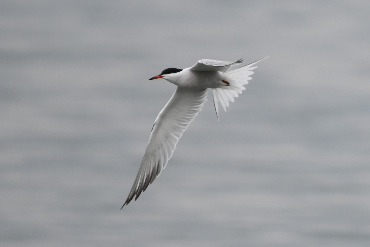 Common Tern - Donna Carter