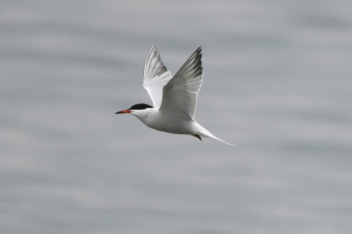 Common Tern - ML618186392