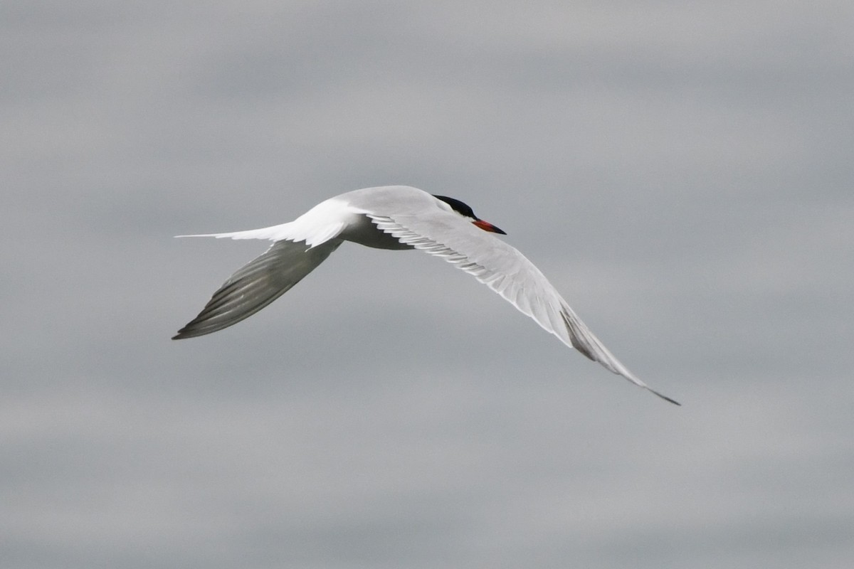 Common Tern - ML618186393