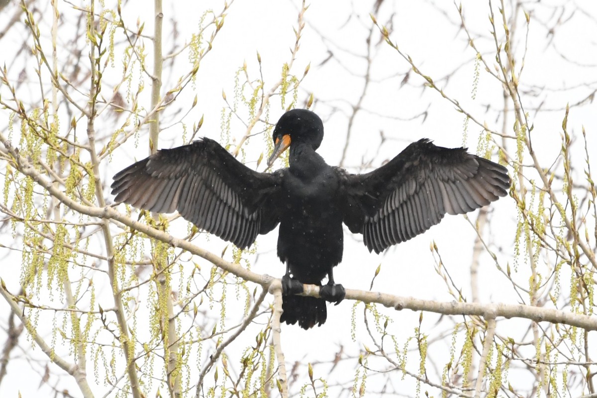 Double-crested Cormorant - Donna Carter