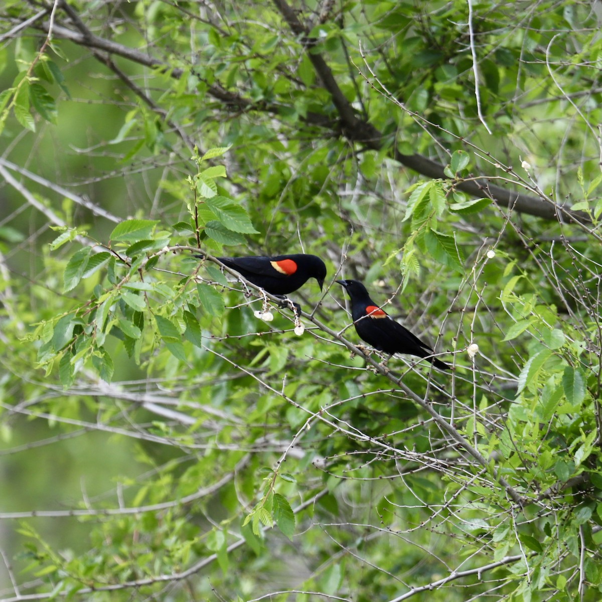 Red-winged Blackbird - ML618186422