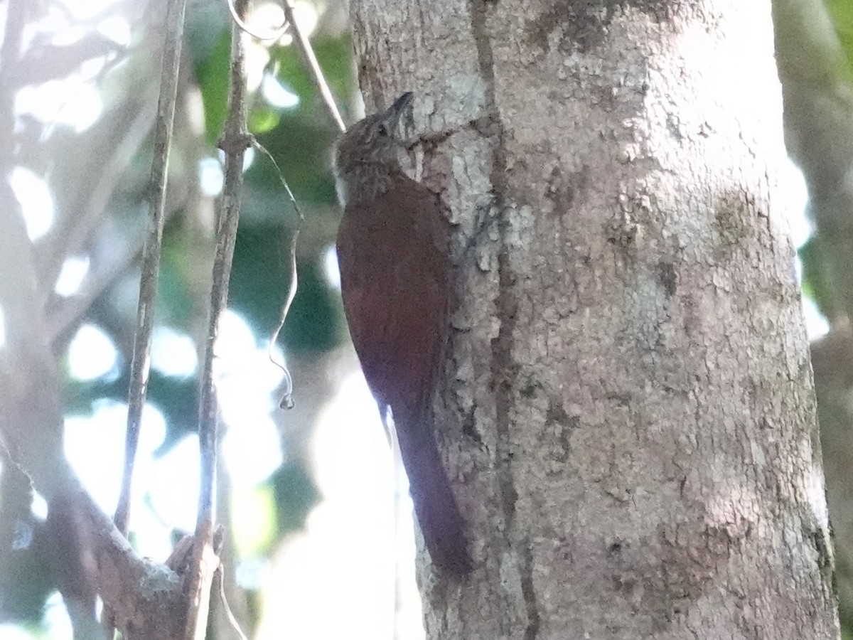 Long-tailed Woodcreeper - Barry Reed