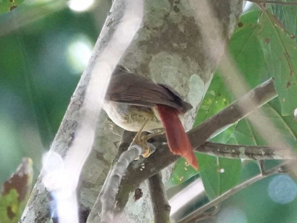 Rufous-tailed Foliage-gleaner - Barry Reed