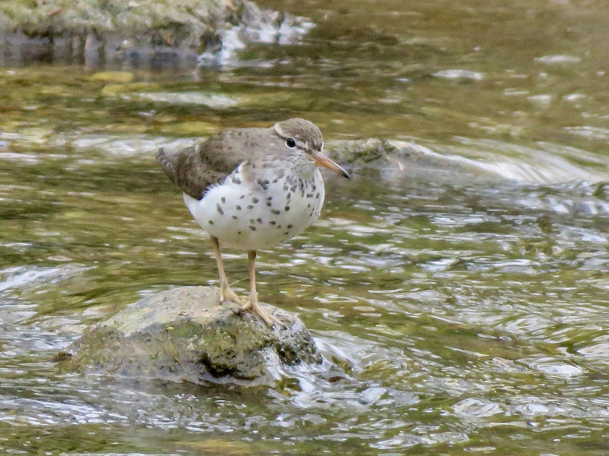 Spotted Sandpiper - George Poscover