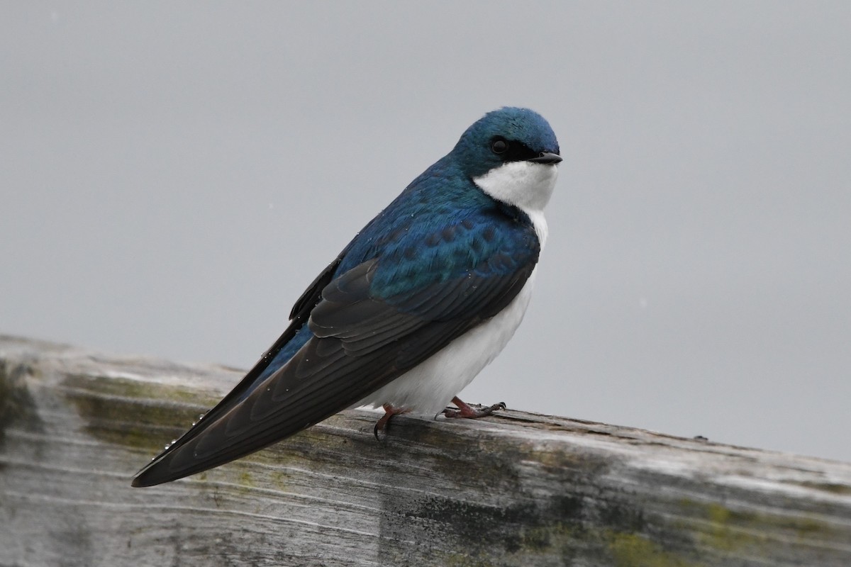 Tree Swallow - Donna Carter