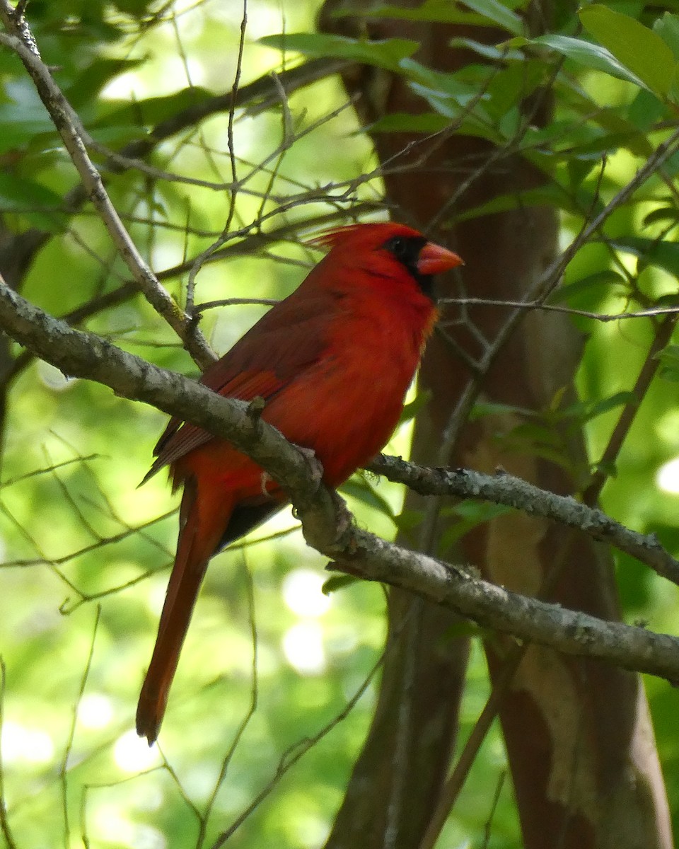 Northern Cardinal - Penny Alley