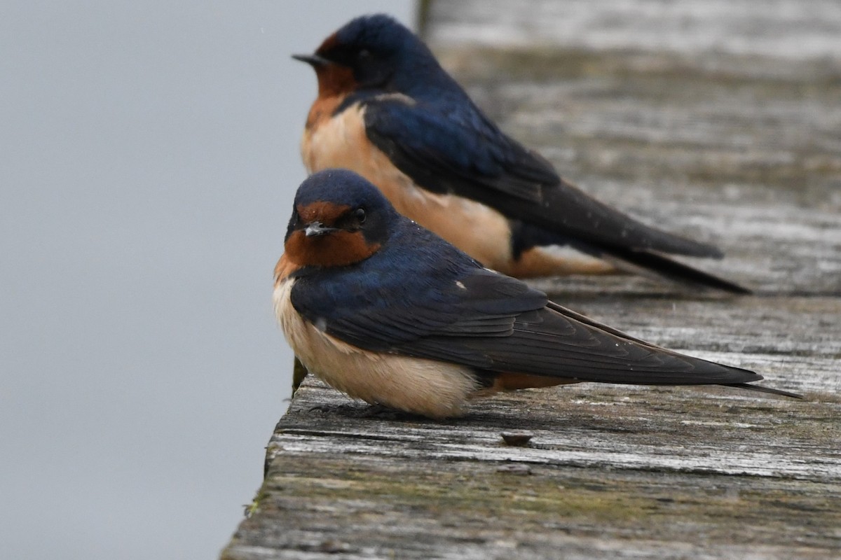 Barn Swallow (American) - ML618186538