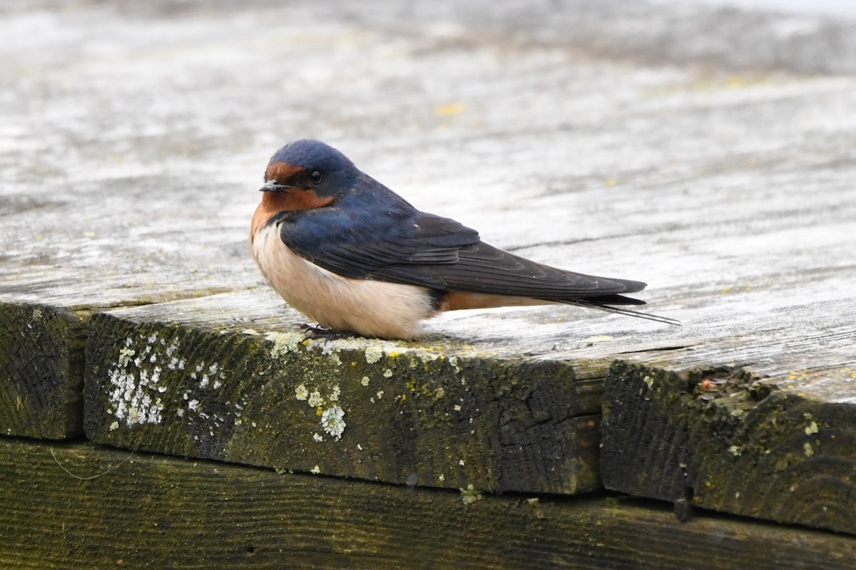 Barn Swallow (American) - ML618186539