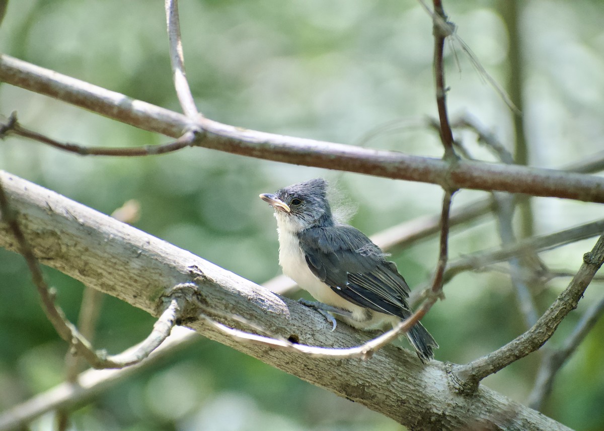 Tufted Titmouse - Maddie McElfresh