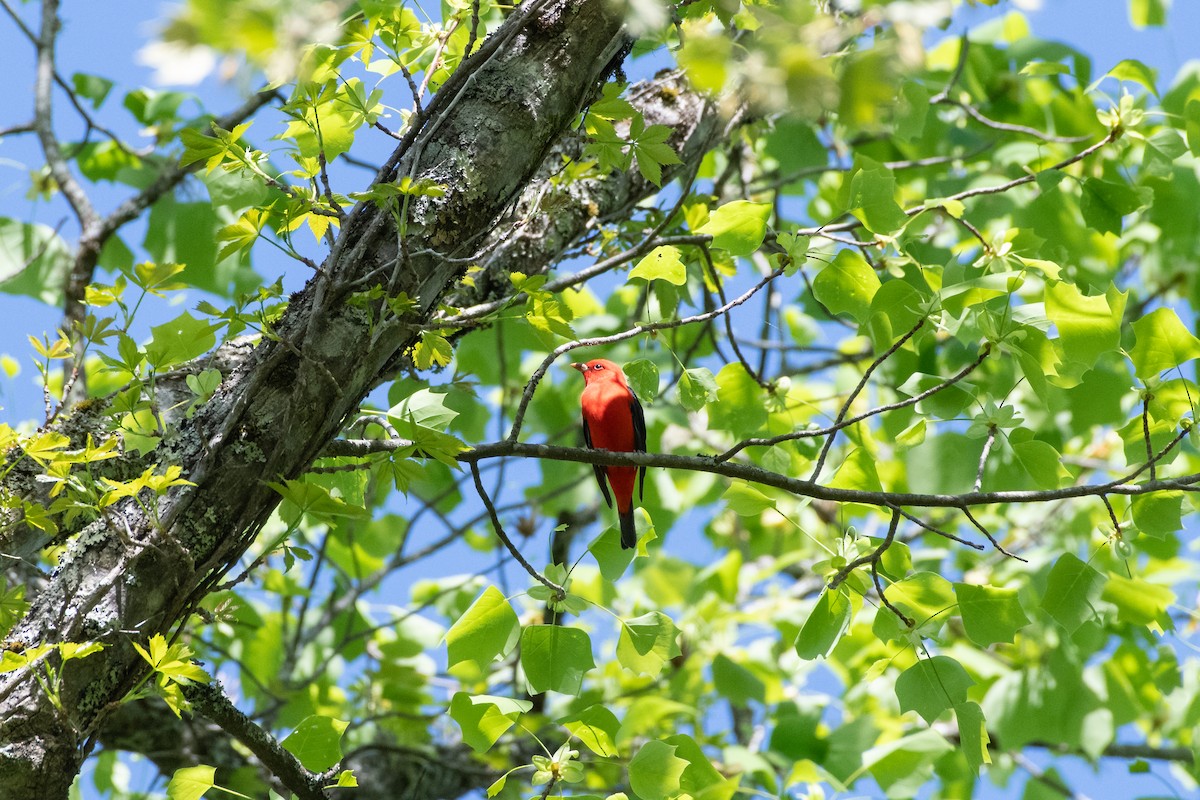 Scarlet Tanager - ML618186560