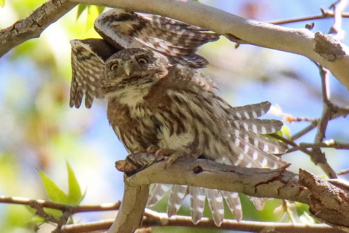 Northern Pygmy-Owl - ML618186567