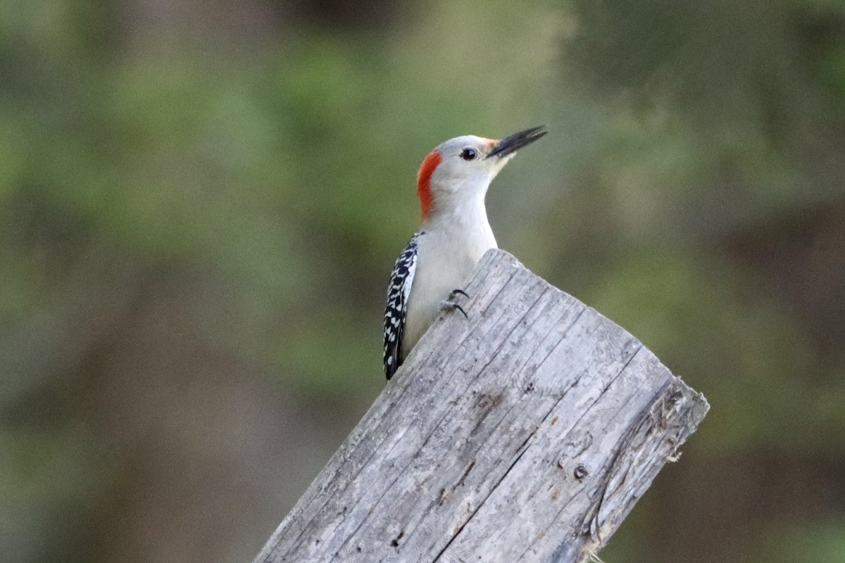 Red-bellied Woodpecker - Jo VerMulm