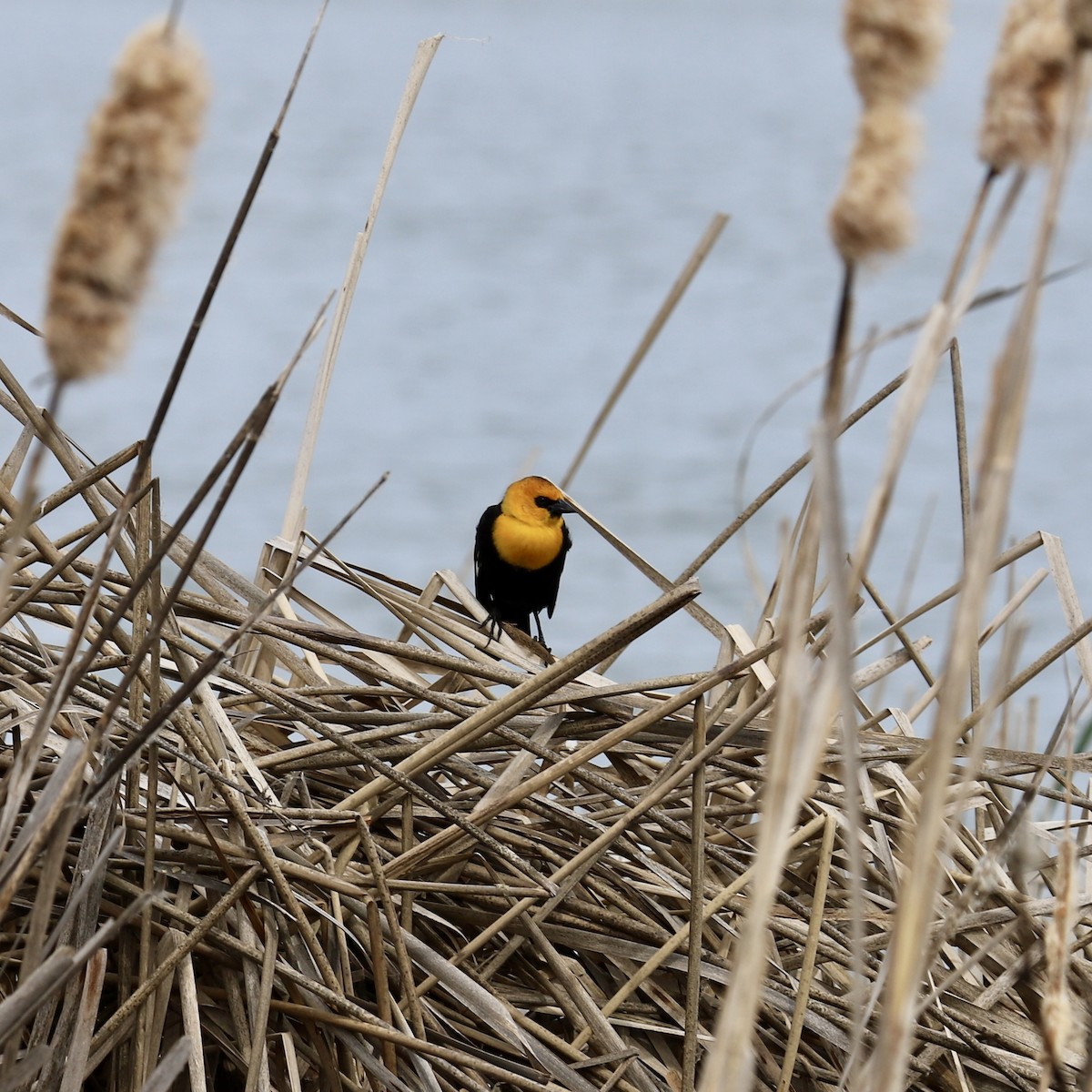 Yellow-headed Blackbird - ML618186575