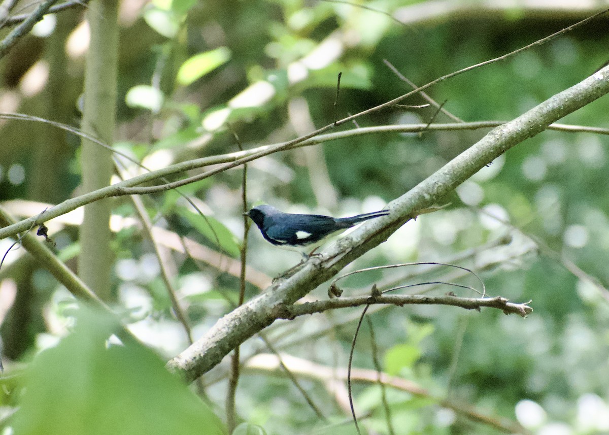 Black-throated Blue Warbler - ML618186579