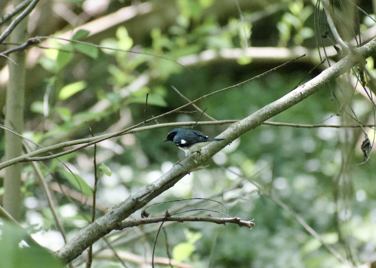 Black-throated Blue Warbler - ML618186580