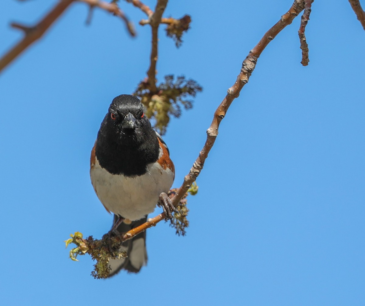 Spotted Towhee - ML618186581