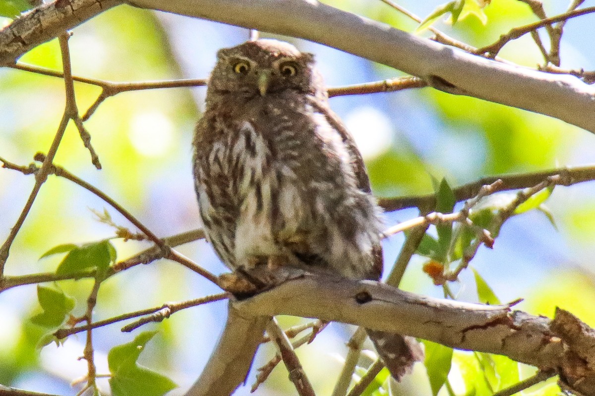 Northern Pygmy-Owl - ML618186598