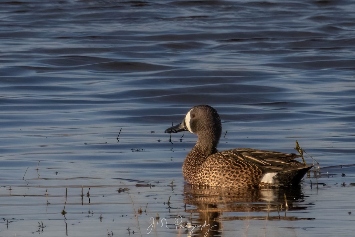 Blue-winged Teal - ML618186603