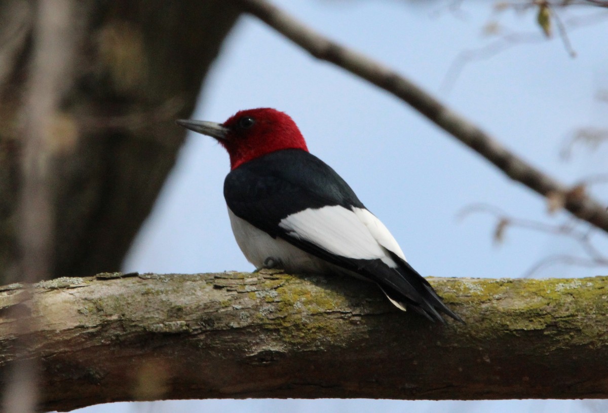 Red-headed Woodpecker - Morgan O'Brien
