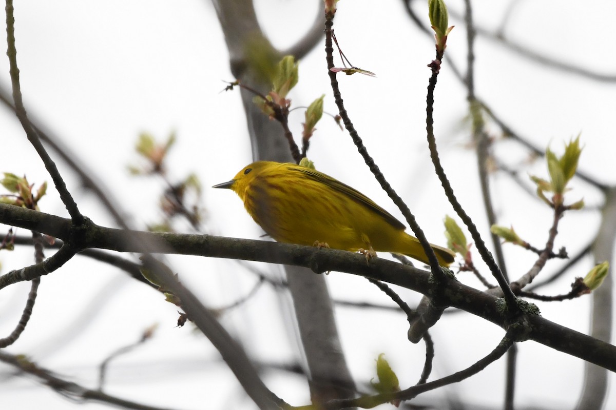 Yellow Warbler (Northern) - ML618186653