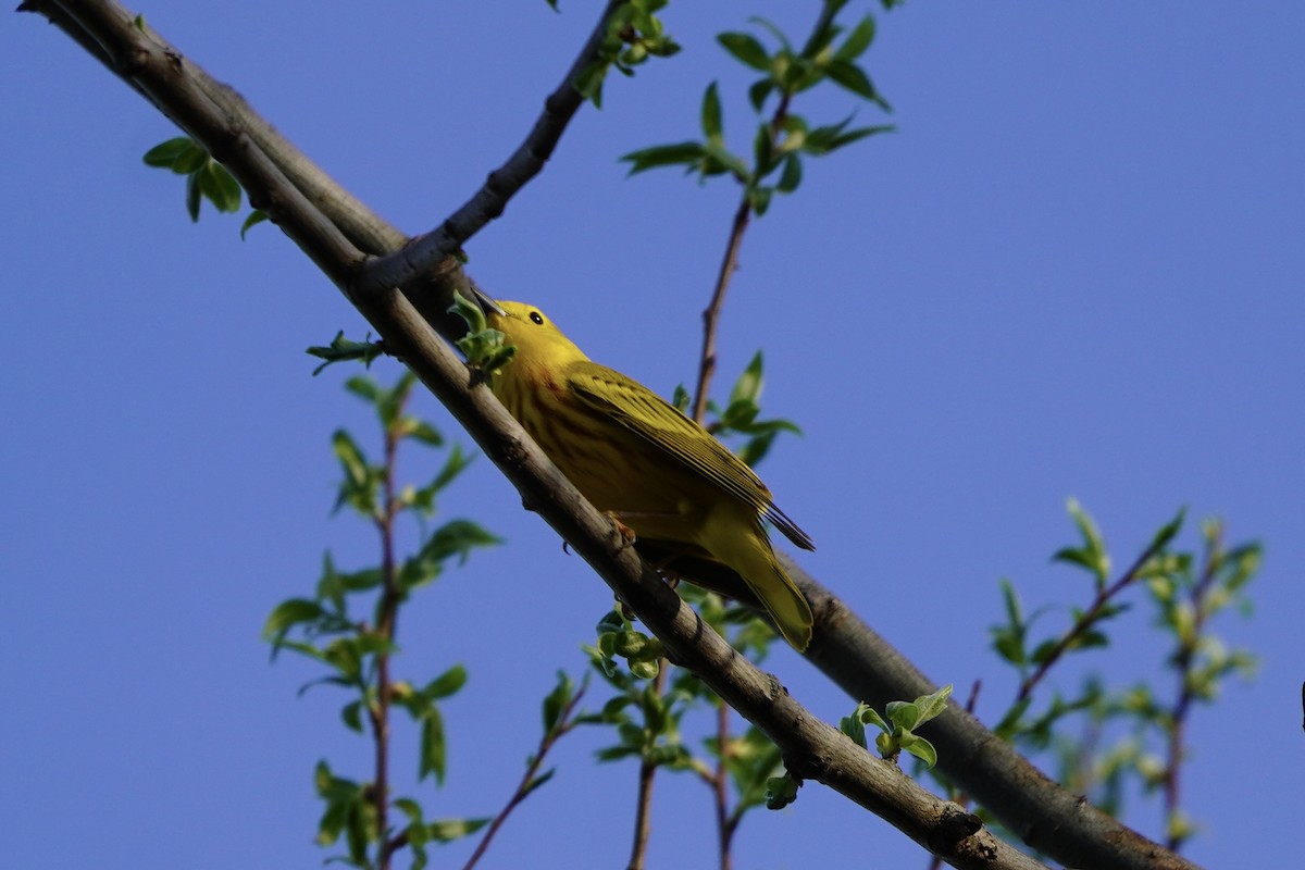Yellow Warbler - ML618186667