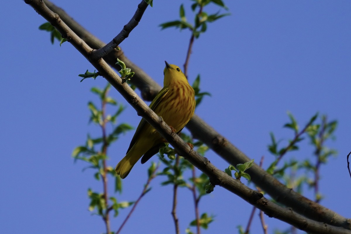Yellow Warbler - ML618186668